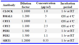 Table 1. Primary clock related optimized antibody dilutions and incubation times
RT: Room Temperature; ON: Overnight
