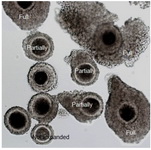 Figure 1. Cumulus cell expansion decreases following IUVM in presence of ammonium chloride