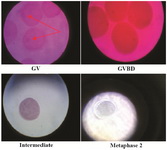 Figure 2. Oocyte staining and determination of the stage of nuclear maturation