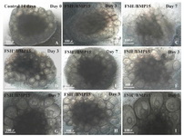 Figure 2. Photomicrographs of mouse ovaries viewed under the invert microscope in A: 14 day mouse ovary on the beginning of culture; B, C: cultured ovaries without FSH and BMP15 (FSH-/BMP15-), D, E: cultured with FSH and without BMP15 (FSH+/BMP15-), F, G: cultured without FSH and with BMP15 (FSH-/BMP15+) and H, I: cultured with FSH and BMP15 (FSH+/BMP15+) on days 3 and 7, respectively
