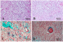 Figure 1. Light microscopic images of human ovarian cortical tissue after hematoxylin and eosin (A and B) and Masson Trichrome (C and D) staining before in vitro culture. A and C: non-vitrified group; B and D: vitrified group. The normal morphology of primary follicles was indicated in A, B and D
