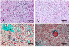 Figure 1. Light microscopic images of human ovarian cortical tissue after hematoxylin and eosin (A and B) and Masson Trichrome (C and D) staining before in vitro culture. A and C: non-vitrified group; B and D: vitrified group. The normal morphology of primary follicles was indicated in A, B and D
