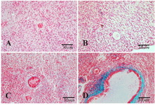 Figure 2. Light microscopic images of human ovarian cortical tissue after hematoxylin and eosin (A and B) and Masson Trichrome (C and D) staining after in vitro culture. A and C: non-vitrified group; Band D: vitrified group. The primary follicle has normal morphology in A, B and D and degenerating secondary follicle was indicated in C
