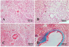 Figure 2. Light microscopic images of human ovarian cortical tissue after hematoxylin and eosin (A and B) and Masson Trichrome (C and D) staining after in vitro culture. A and C: non-vitrified group; Band D: vitrified group. The primary follicle has normal morphology in A, B and D and degenerating secondary follicle was indicated in C
