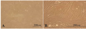 Figure 1. A: Sertoli cells 4-5 days after culture with extended expansions; B: the isolated and proliferated cell population created a monolayer of cells after 2 weeks of cultivation