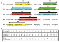 Figure 1. A: Schematic representation of position primers used in LAMP assay; B: Quantity assessment of isolated DNA by spectrophotometric