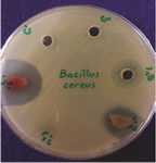 Figure 2. Formation of inhibitory zone of Bacillus cereus (ATCC11778) around amniotic tissue
