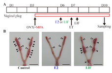 Figure 2. Embryo transfer to delayed implantation mice. (A) Experimental procedure for embryo transfer (B) the uteri treated with vehicle, leukemia inhibitory factor (LIF), or estrogen (E2). The solid black arrowheads point to implantation sites, and the white arrowheads point to sites where embryos were transferred. Scale bar, 10 &mu;m