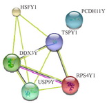 Figure 2. Interactions among the six human Y chromosome-encoded proteins in the human spermatozoa cell. A medium confidence view (score 0.4) of the interaction among human Y chromosome-encoded proteins was prepared using the STRING database program. Thicker lines represent stronger associations, and thinner lines represent medium associations. The UniportKB associate code and corresponding gene code are O1523 (DDX3Y), P22090 (RPS4Y1), Q96LI6 (HSFY1), Q01534 (TSPY1), O00507 (USP9Y), and Q9BZA8 (PCDH11Y)