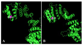 Figure 1. A: Wild-type model showing glutamic acid at position 18 (GLU18) of UTY protein constructed using SPARKS-X and visualized by PyMol. B: Mutant model showing aspartic acid at position 18 (ASP18) of UTY protein constructed using SPARKS-X and visualized by PyMol
