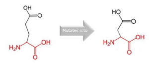 Figure 3. Schematic structures of the original (left) and the mutant (right) amino acid. The backbone, which is the same for each amino acid, is colored red and side chain, unique for each amino acid, is colored black
