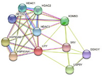 Figure 4. Protein&ndash;protein interaction network of UTY using STRING server
