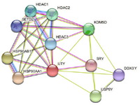 Figure 4. Protein&ndash;protein interaction network of UTY using STRING server
