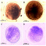 Figure 1. Representative photomicrographs of cytochrome C oxidase (A and B) and succinate dehydrogenase (C and D) reaction in MII oocytes collected from two groups of study. The cytochrome C oxidase activity is shown as brown color in non-vitrified (A) and vitrified (B) MII oocytes. The succinate dehydrogenase activity is shown as purple color in non-vitrified (C) and vitrified (D) MII oocytes
