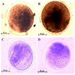 Figure 1. Representative photomicrographs of cytochrome C oxidase (A and B) and succinate dehydrogenase (C and D) reaction in MII oocytes collected from two groups of study. The cytochrome C oxidase activity is shown as brown color in non-vitrified (A) and vitrified (B) MII oocytes. The succinate dehydrogenase activity is shown as purple color in non-vitrified (C) and vitrified (D) MII oocytes
