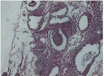 Figure 1. Representative samples of H&amp;E-stained in the secretory endometrium histology