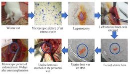 Figure 1. Surgically-induced endometriosis (Autotransplantation).
The autotransplantation was performed in rats during their estrous cycle, proven by a vaginal pap smear. Rats were anesthetized with ketamine at dose 73 mg/Kg BW and xylazine at dose 8.8 mg/Kg BW, then underwent a laparotomy. The left uterine horn was excised&plusmn;0.5 mm long, placed in a petri dish containing 0.9% NaCl, then cut open. The cut-opened horn was attached on the right peritoneal wall near a vein using a 3-0 size silk thread with the endometrial tissue facing the peritoneal wall. The formation of the endometrial cyst was evaluated with second laparotomy 60 days after autotransplantation